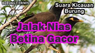 Download lagu Suara Kicaun Burung Jalak Nias Betina Gacor Pancingan Memanggil Jantan mp3