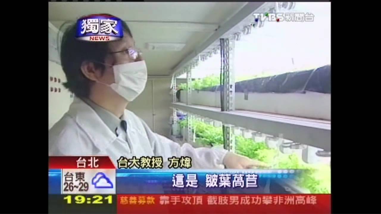 〈獨家〉菜價飆!生菜不怕淹 直擊實驗室「養菜」