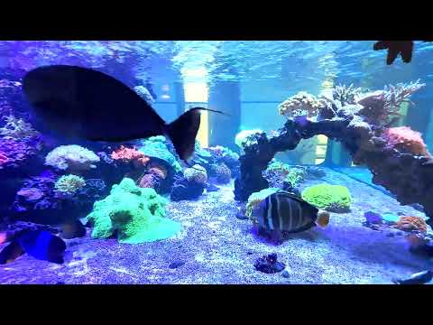 Zu Besuch bei HP Aquaristik - Teil 2 - Meerwasser Aquaristik in Bayern