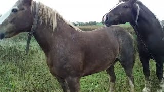 Horse Breeding Farm in US  Simple Equine Farm Part