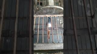 Download lagu Burung tali pocong gacor jinak full isian mp3