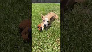 Video preview image #1 American Staffordshire Terrier-Unknown Mix Puppy For Sale in HOUSTON, TX, USA