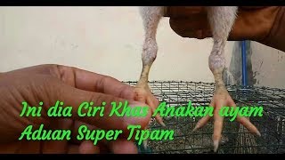Download lagu Tips Memilih anakan ayam aduan Super Tipam mp3