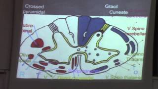 4-[CNS] ] Dr.Eman Sadek 24-11-2015(cervical -deep origin of cranial nerves in medulla oblongata