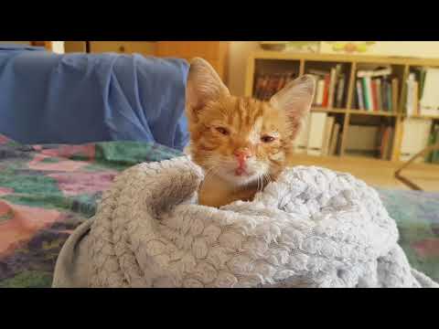 7 Imperiled Kittens: Lost in Israel, Found in Meowmi (Miami)