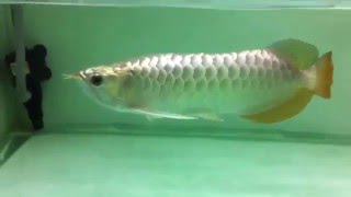 Golden head arowana