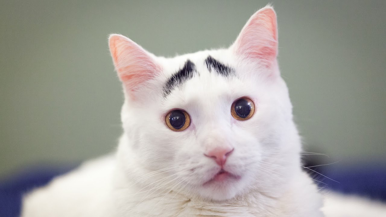 ¿Conoces a Sam, el gato con cejas? | Mascotas