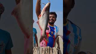 African Forest Big Catfish Hunting Method #fish #river