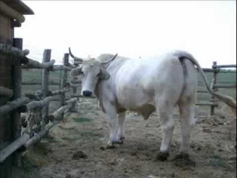 INOKI ft. BOLOWOOD - VACCAgare (prod. BAEK TRABOLMAKERS).mp4