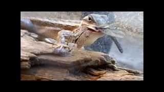 Leonard the Lizard Eats a Dragonfly for Breakfast