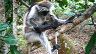 preview picture of video 'Kirk's Red Colobus monkey (Zanibar Red Colobus) eating charcoal - Jozani Forest, Zanzibar, Tanzania'