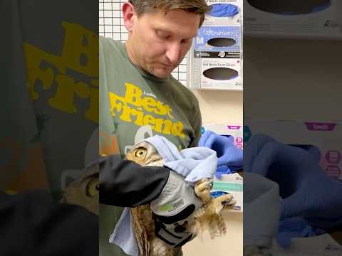 Owl found stuck in a concrete mixer is on the mend and flying free
