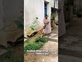 Cordless Wheel Brush Cutter Upto 80 Min Battery Backup 9886747007
