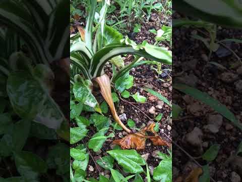 クワズイモ 屋外施肥頻度 有機肥料 緩効性