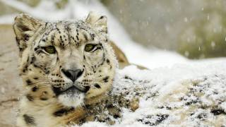 Save the Snow Leopard!
