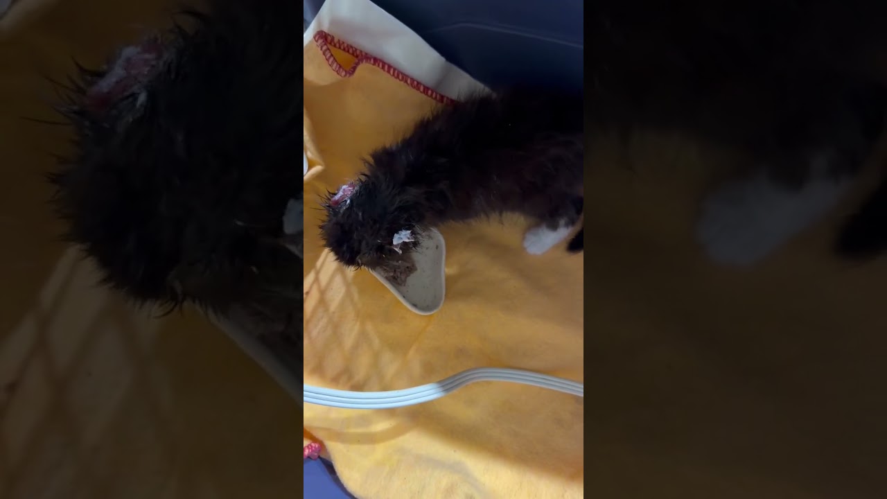 Erma video