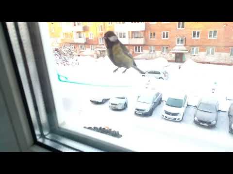 Кормушка для птиц . Семечки . Синицы . Корм . Птицы . Зимой