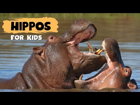 Hippos for kids | Learn all about Hippopotamus