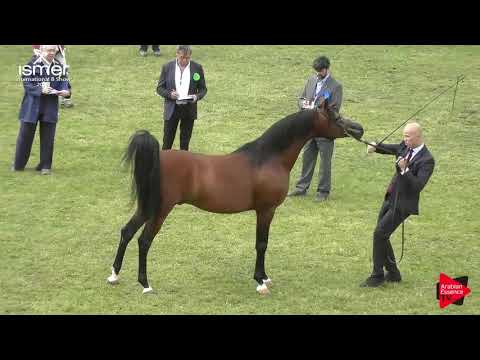 N.52 CALATEON - Strohen 2019 B Int - 4-6 year old Stallions (Class L)