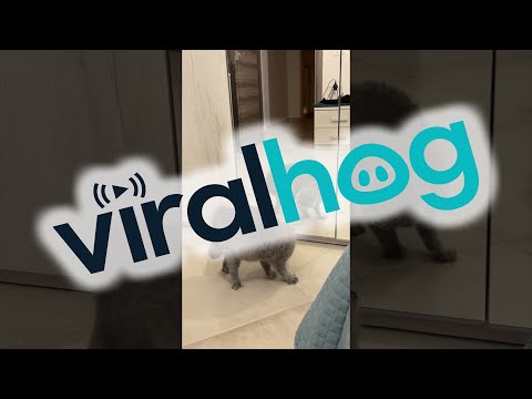 Cat Hisses at His Reflection in the Mirror || ViralHog