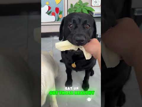 🐶🍔💔Puppy: Don’t pick on my brother—give me the unhealthy one to eat instead! #funnypets#funny