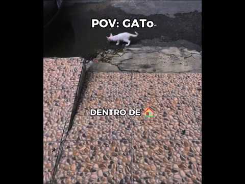 EIS QUE VOCÊ SAÍ DA RUA, MAS A RUA NÃO SAÍ SE VOCÊ 😂 - #humor #gatos #shorts