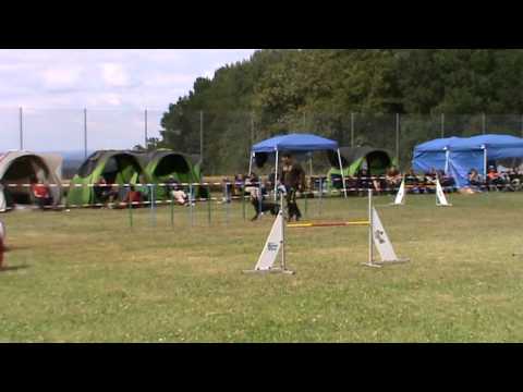 Bunte Hunde Wald Jumping