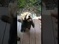 The red panda is very anxious about can not touching the food