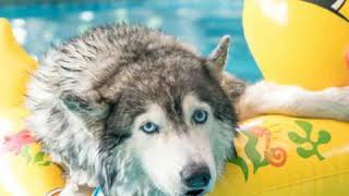 Andrea Brillantes - Spark of Summer (Cover)