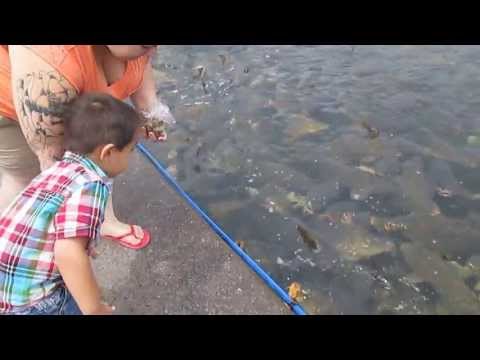 Kovacs feeding carp