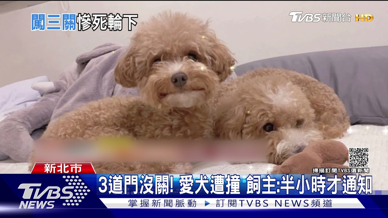 愛犬送美容逃跑遭撞! 飼主控業者「隔半小時才通知」