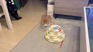 猫　香箱座り