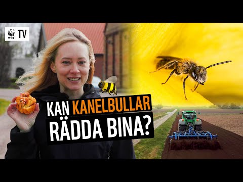Kan kanelbullar rädda bina? 🐝 Bondgården som satsar på biologisk mångfald! 🐮🚜🌺 | WWF TV