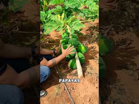 Farmers Bend Papaya Trees for THIS Shocking Reason #shorts #papayafarming