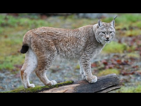 10 Interesting facts about Lynx