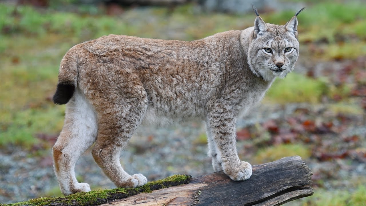 10 Interesting facts about Lynx