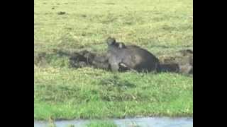 preview picture of video 'Southern Africa Mammals: African Buffalo bathing in mud Botswana'