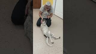 Video preview image #1 Mutt Puppy For Sale in York, SC, USA