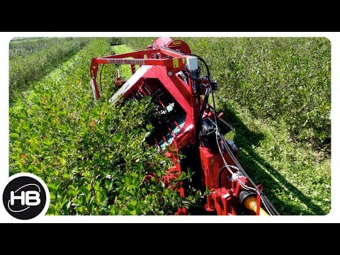 10 САМЫХ КРУТЫХ МАШИН для сбора урожая ягод, орехов и фруктов