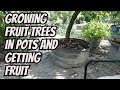 Growing Big Fruit Trees In Pots and Getting Fruit