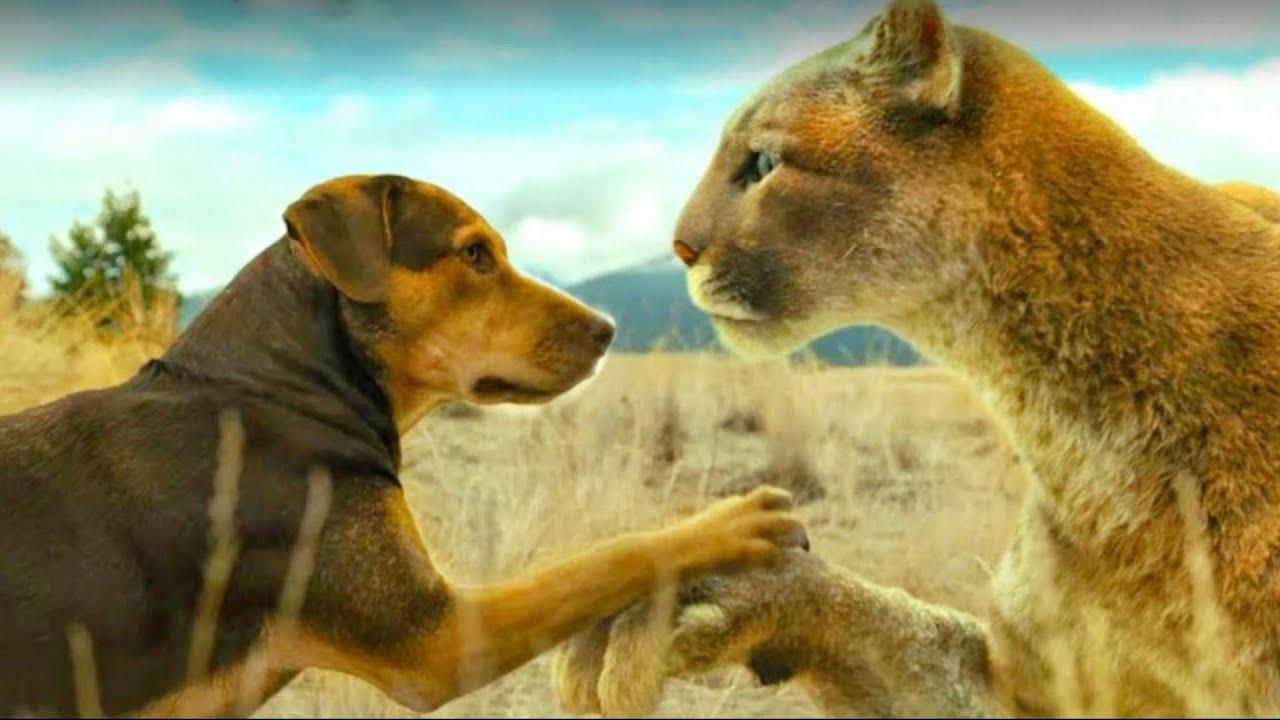 " فهد برى بيساعد كلبه ضايعه فى الغابة ترجع لصاحبها الى عايش فى المدينة " ملخص فيلم