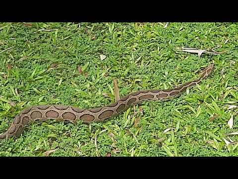 Russell's viper (Daboia russelii)-'Thith Polonga'