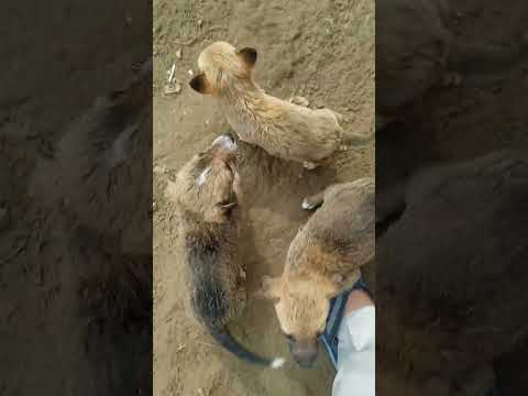 #ilovemydog ❤️❤️❤️