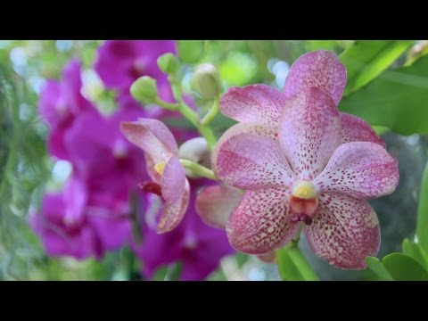 HUGE VANDA & EXTREME PROPAGATIONS UPDATE