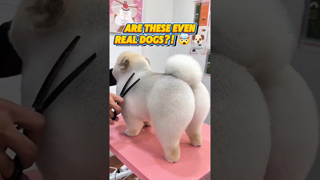 Top 5 STUFF TOY DOGS You Won’t Believe Are REAL! 🤯🐕✨ #shorts