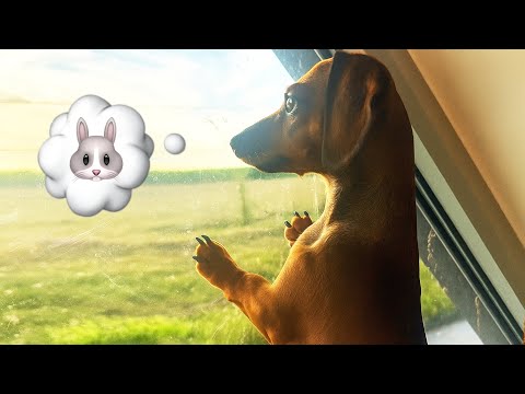 Mini Dachshund Meets a Giant Rabbit for the First Time! 🐶🐇