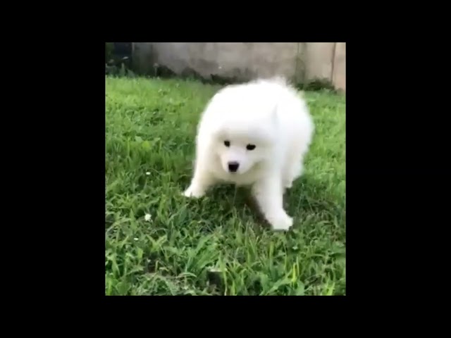 Samoyed puppy for sale