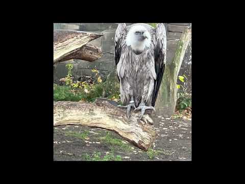 Gänsegeier (Eurasian Griffon Vulture / Gyps fulvus)