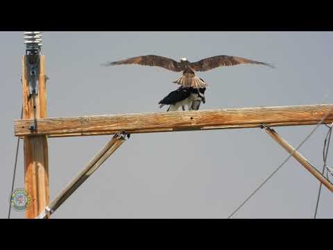 Osprey Mating and working on nest