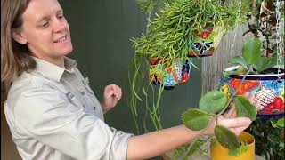 Creating a Balcony Garden for eastern or morning sun